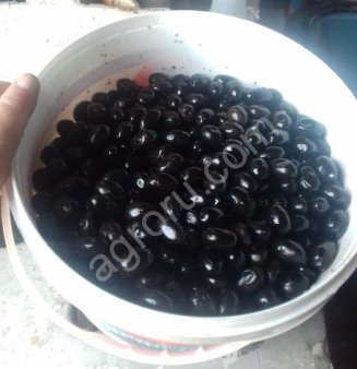 Маслины  ( оливки)