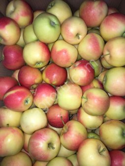 Яблоки Гала оптом