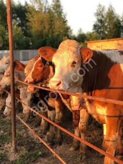 Симментальской породы телки