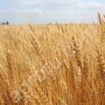 Семена озимой пшеницы: Таня, Гром, Гурт, Юка, Баграт, Алексеич, Дуплет, Калым, Безостая100