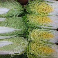 Пекинская капуста оптом