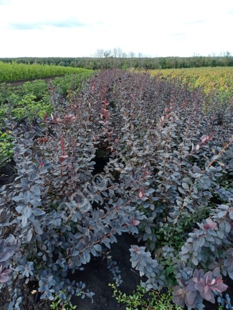 Опт саженцев плодовых и декоративных деревьев, кустарников, розы.