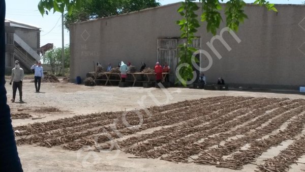 Корень солодки