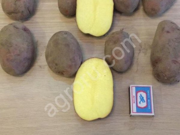 Картофель, продовольственный, Розара, 5+