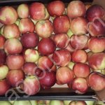 яблоки свежие 1 сорт