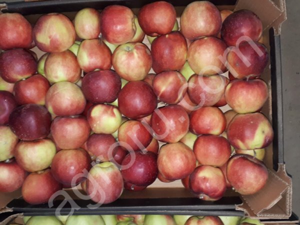 яблоки свежие 1 сорт