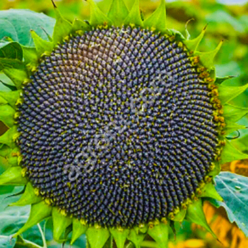 Санмарин 410 (аналогом гибрида Syngenta Неома под евролайтинг)