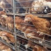 Куры несушки породы Хайсекс Браун
