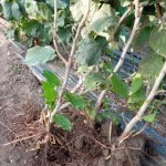Саженцы фундука и малины