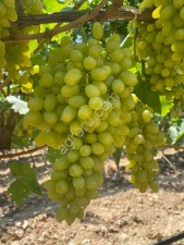 Виноград Thompson Seedless (без косточек)