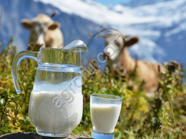 Молоко коровье сырое