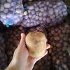 Картофель продовольственный