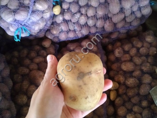 Картофель продовольственный