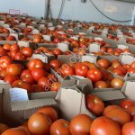 Помидоры