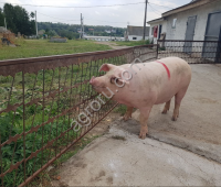 Поросята, Свиньи (оптом с комплекса)