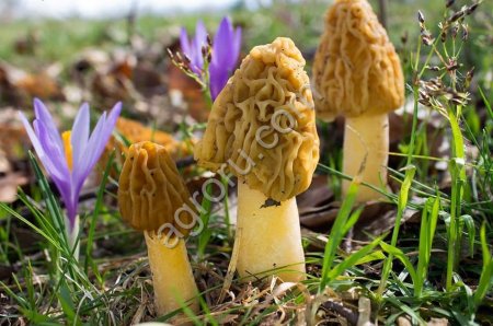 Сморчки свежие, сушеные, свежемороженные