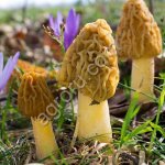 Сморчки свежие, сушеные, свежемороженные