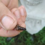 плодных маток Карника Тройзек, Пешец, Ио, маточники.