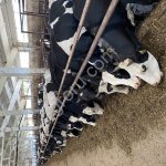 Племенные нетели ярославской породы