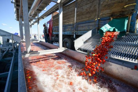 Краткий обзор рынка овощей