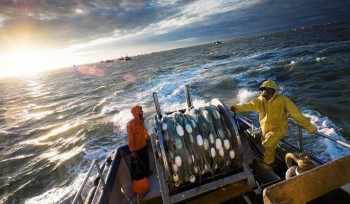 Рыбная биржа и новые запреты - Краткий обзор рынка рыбы