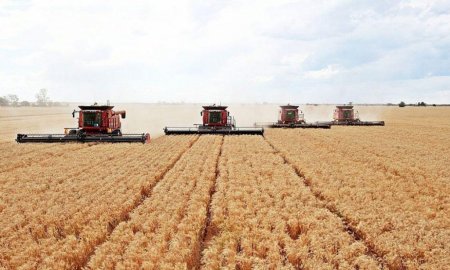 Погода нарушает прогнозы на урожай, - Краткий обзор рынка зерновых