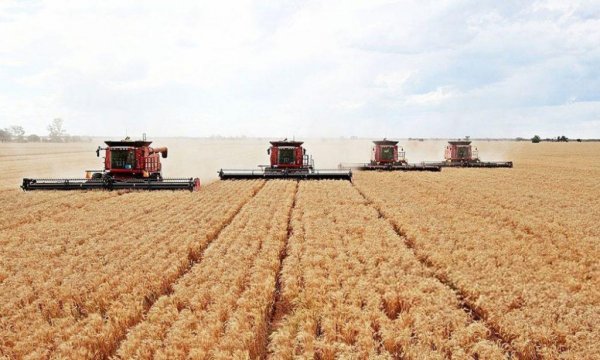 Погода нарушает прогнозы на урожай, - Краткий обзор рынка зерновых