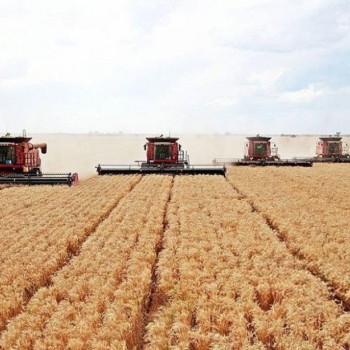 Погода нарушает прогнозы на урожай, - Краткий обзор рынка зерновых