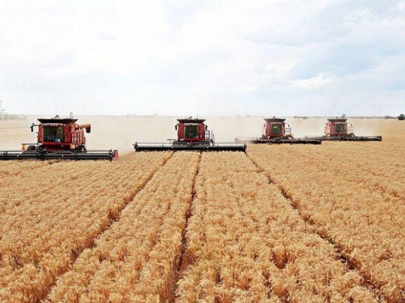 Погода нарушает прогнозы на урожай, - Краткий обзор рынка зерновых
