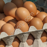 Куриное яйцо белое/коричневое.