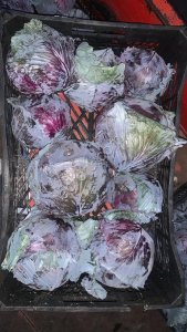 Капуста краснокочанная
