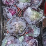 Капуста краснокочанная