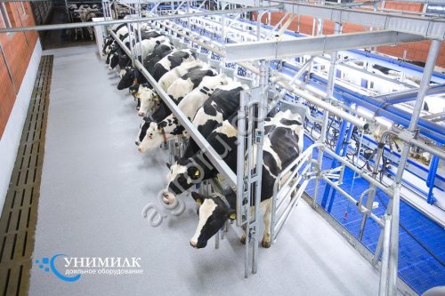 Доильные залы типа Елочка от производителя Унимилк От 200 до 900 голов.