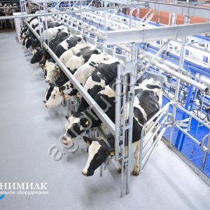 Доильные залы типа Елочка от производителя Унимилк От 200 до 900 голов.