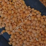 Чечевица красная шлифованная Футбол СТО