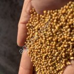 Просо желтое