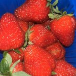 клубника свежая