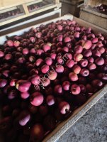 Яблоки Гала