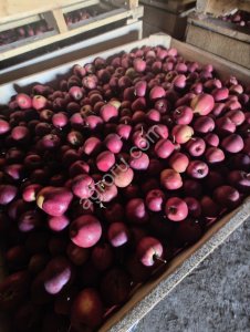 Яблоки Гала