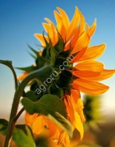 Шрот подсолнечный ГОСТ 39%россыпь