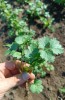Семена Кинзы сорт Green Belly