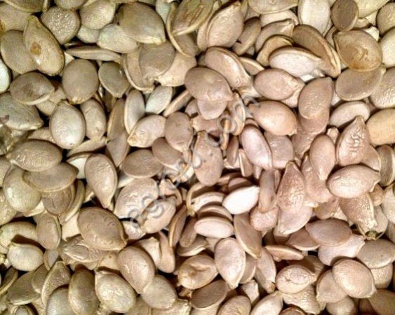Тыквенную семечку неочищенную масличную, без пленки, для собственного производства, от 3 до 5 тонн