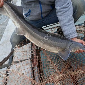 Осетр живой (искусственного разведения)