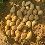 Картофель Египет, сорт спунта