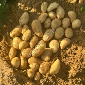 Картофель Египет, сорт спунта