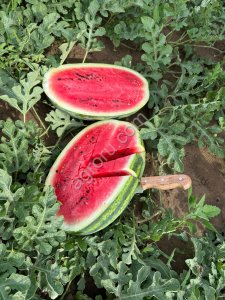 Арбузы красные (разные сорта) и желтые ОПТ