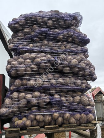 Картофель продовольственный свежий