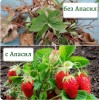 Apasil