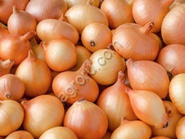 Свежий лук