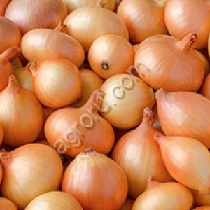 Свежий лук